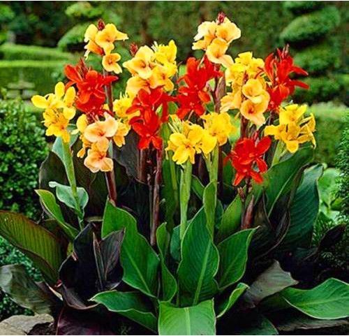 CANA ÍNDICA (Canna X generalis)