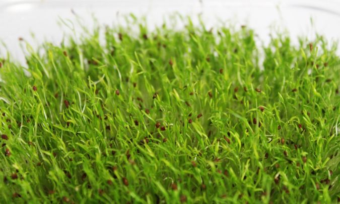 Sítio da Mata - MICROVERDE Cenoura BRS ESPLANADA