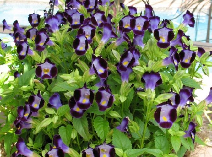 TORRÊNIA (Torenia fournieri)