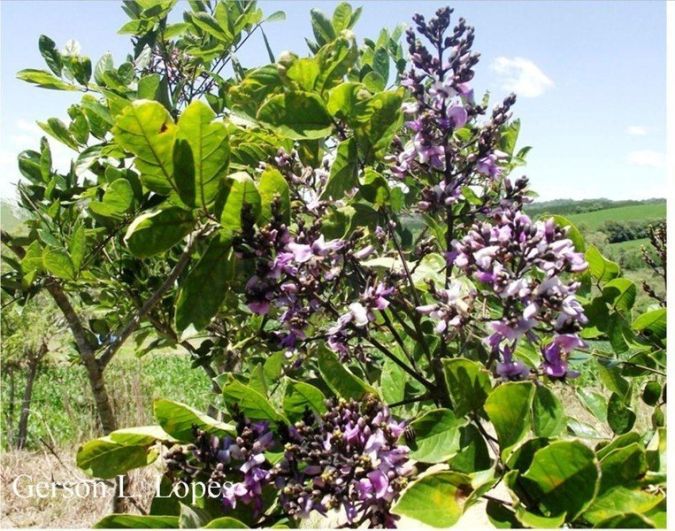 Embira de Sapo (Lonchocarpus muehlbergianus)