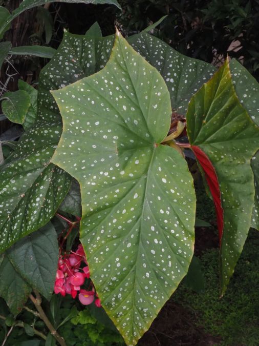 BEGONIA ASA DE ANJO (Begonia coccinea)