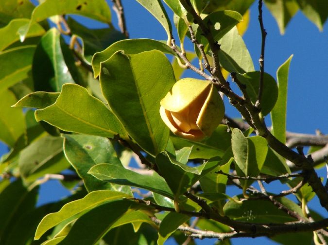 Araticum Açú (Annona montana)