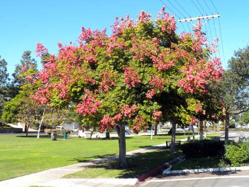 ÁRVORE DA CHINA (Koelreuteria bipinnata)