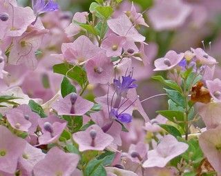 CHAPÉU CHINES ROXO (Karomia tettensis)