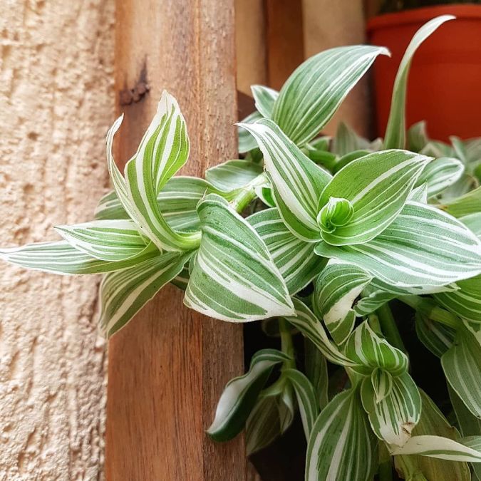 Tradescantia Branca (Tradescantia fluminensis variegata)