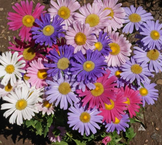 FLORES ORNAMENTAIS Aster GIGANTE SINGELA SORTIDA