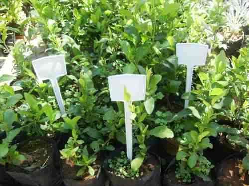 Sítio da Mata - IDENTIFICADOR DE PLANTA 40 CM BRANCO 