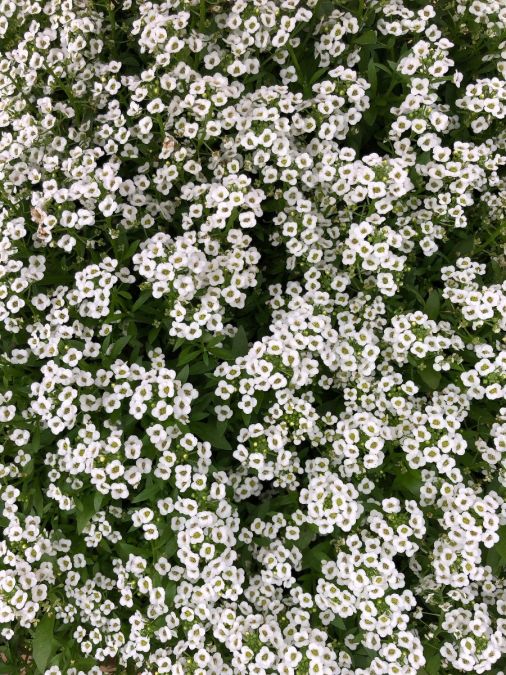 FLORES ORNAMENTAIS Alyssum FLOR DE MEL