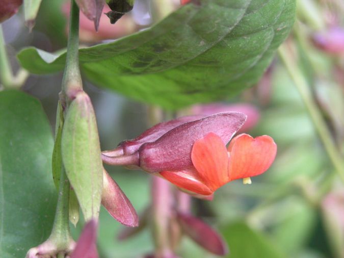 MINI SAPATINHO (Thunbergia coccinea)