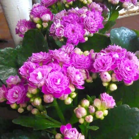 Sítio da Mata - CALANDIVA (Kalanchoe blossfeldiana 'Calandiva')