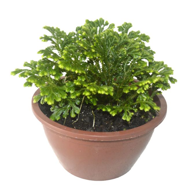 Sítio da Mata - Musgo Cushion (Selaginella sp.)