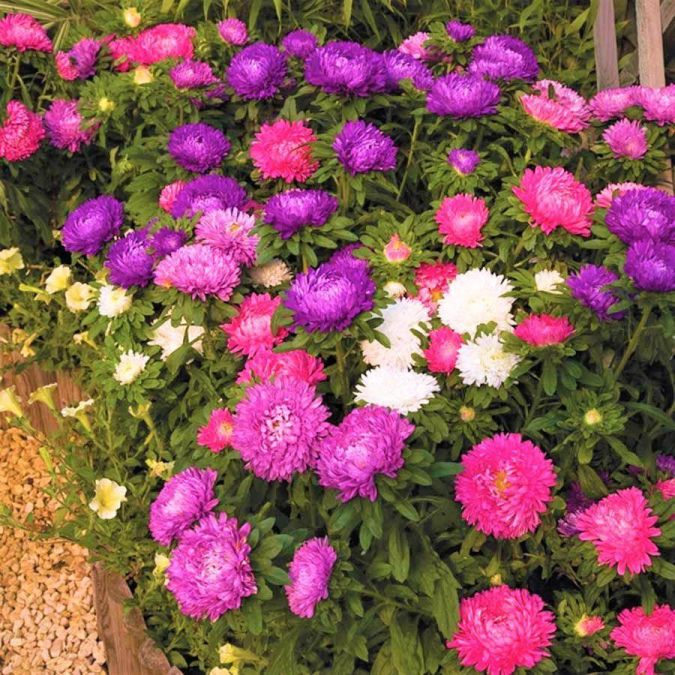 FLORES ORNAMENTAIS Aster PLUMA DE AVESTRUZ SORTIDA