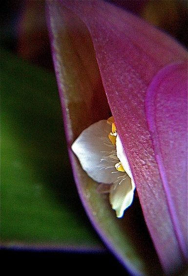 Abacaxi Roxo (Tradescantia Spadothea)