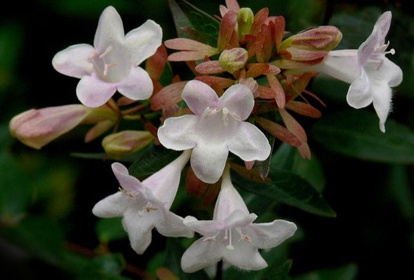 Sítio da Mata - Abelia (Abelia x grandiflora)
