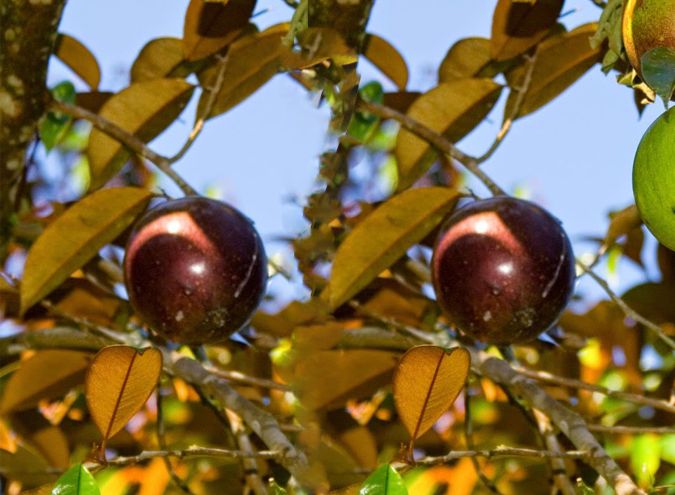 Sítio da Mata - ABIU ROXO (Chrysophyllum cainito)