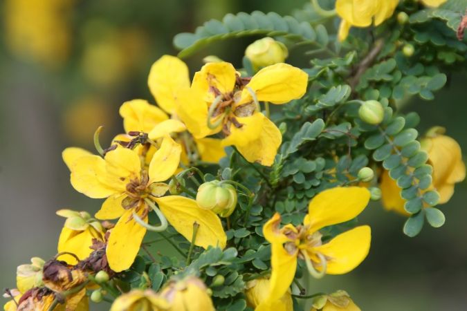 Sítio da Mata - ACACIA BAIANA  (Senna polyphylla) 