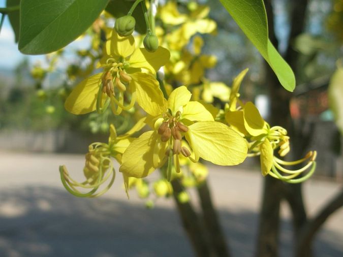 Sítio da Mata - ACACIA IMPERIAL AMARELA (Cassia fistula) 
