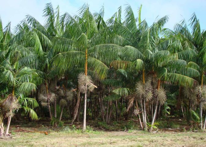 ACAÍ (Euterpe oleracea) 