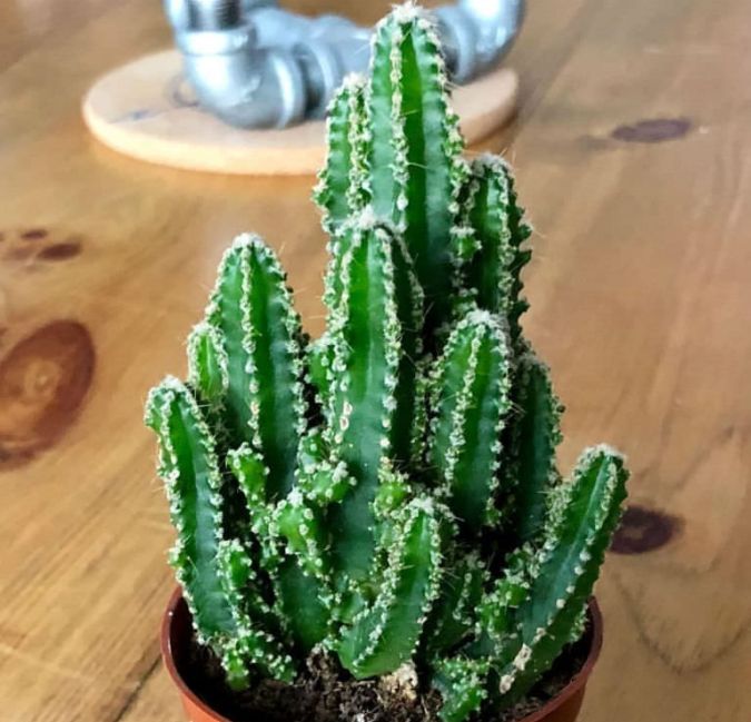 ACANTHOCEREUS TETRAGONUS (Acanthocereus tetragonus Fairy Castle)