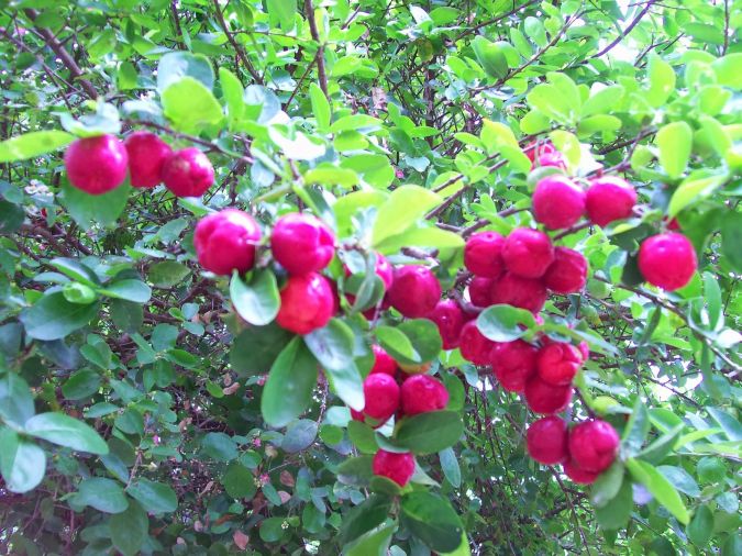 ACEROLA (Malpighia emarginata) 