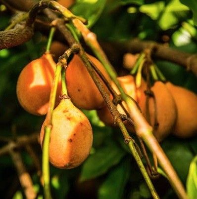 ACHACHAIRU (Garcinia humilis) 