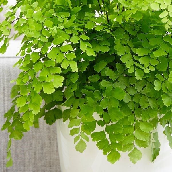 AVENCA (Adiantum spp.)