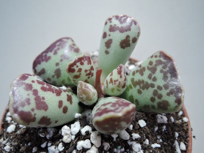 ADROMISCHUS COOPERI (Adromischus cooperi)