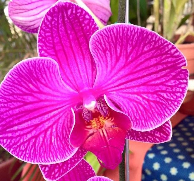 Sítio da Mata - Adubo Foliar Para Orquidea em Floracao