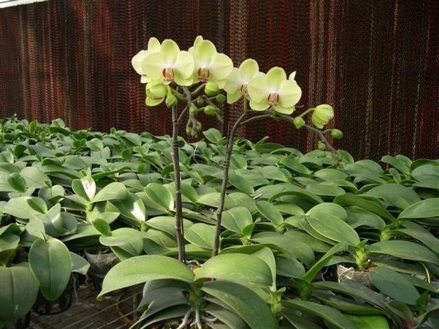 Sítio da Mata - Adubo para Orquideas em Crescimento
