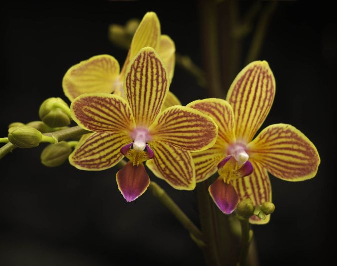 Sítio da Mata - Adubo Foliar para Orquideas em Manutencao