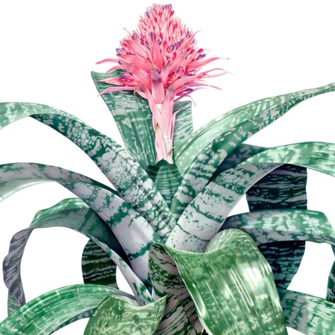 Sítio da Mata - AECH FASCIATA (Aechmea fasciata)