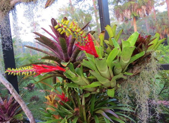 BROMÉLIA NUDICAULIS VERDE (Aechmea nudicaulis)