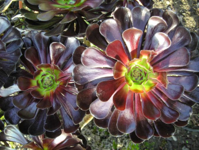 Sítio da Mata -  Aeonium Negro (Aeonium Zwartkop - Aeonium arboreum hibrido)