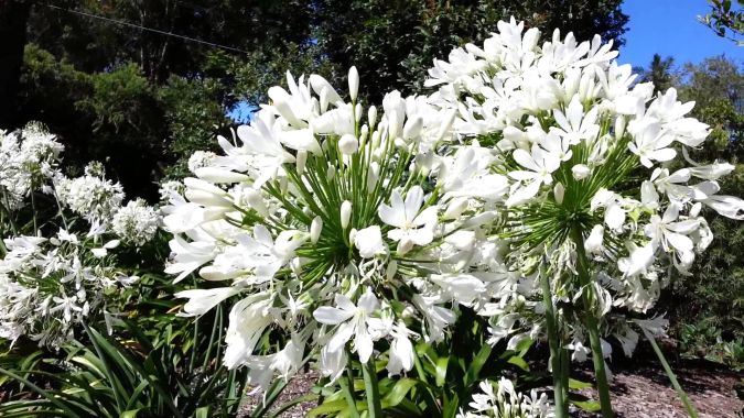 AGAPANTO BRANCO (Agapanthus africanus) 