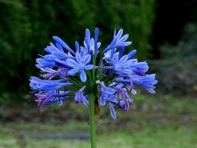 Sítio da Mata - AGAPANTO AZUL (Agapanthus africanus)