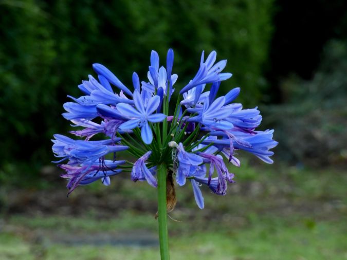 AGAPANTO AZUL (Agapanthus africanus)