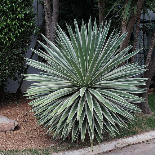 PITEIRA DO CARIBE (Agave angustifolia)