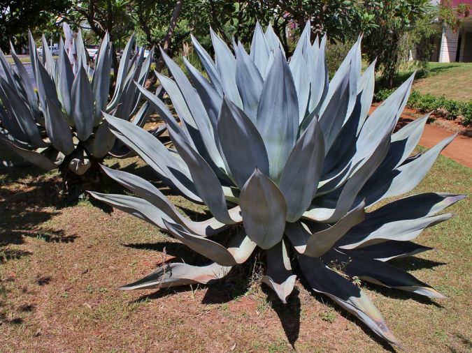 AGAVE AZUL (Agave weberi)