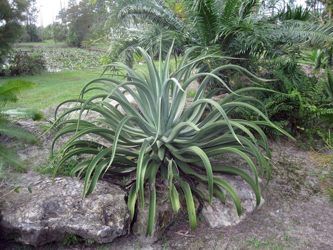 AGAVE POLVO (Agave vilmoriniana) 