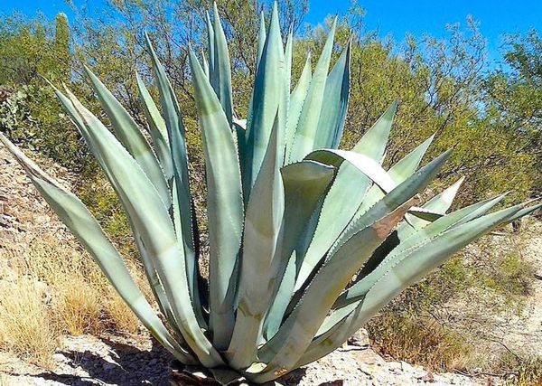 Sítio da Mata - AGAVE AZUL AMERICANA (Agave americana)