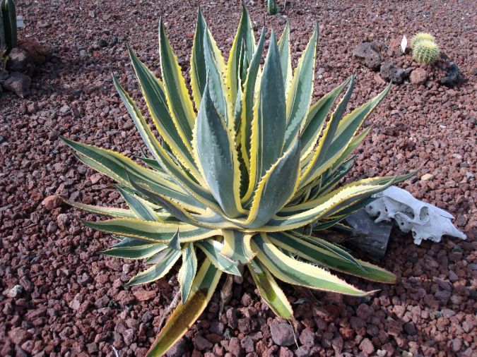 AGAVE VARIEGATA (Agave americana var. marginata) 