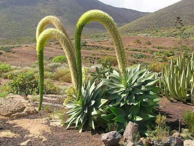 AGAVE DRAGÃO (Agave attenuata)