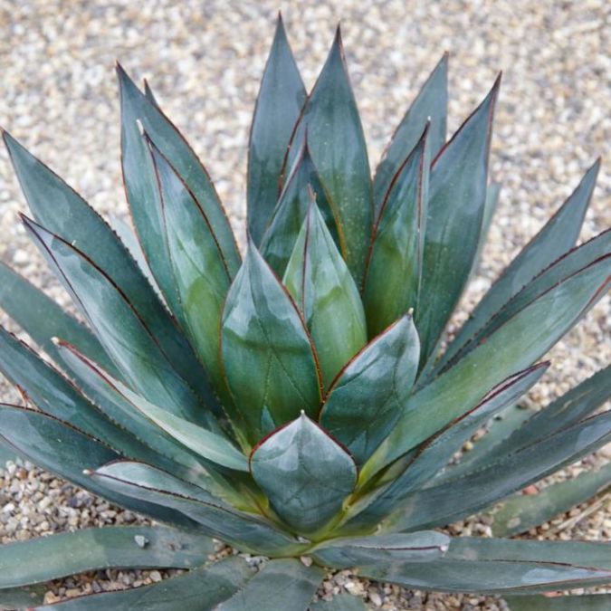 Sítio da Mata - AGAVE BLUEGLOW (Agave blueglow)