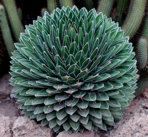 Sítio da Mata - AGAVE REGINAE (Agave victoriae-reginae)