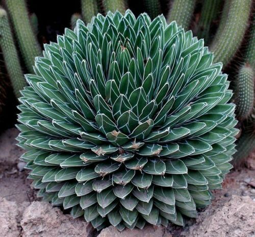 AGAVE REGINAE (Agave victoriae-reginae)