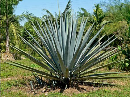 AGAVE AZUL (Agave tequilana) 