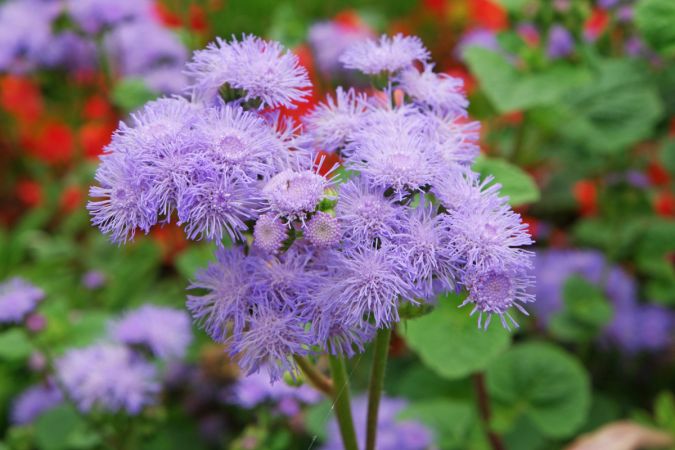 FLORES ORNAMENTAIS Agerato/Houstonianum MEXICANO