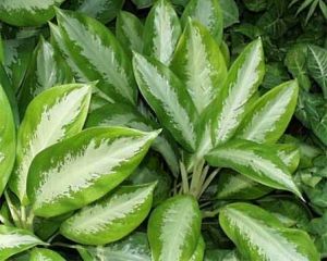 Sítio da Mata - AGLAONEMA (Aglaonema crispum)