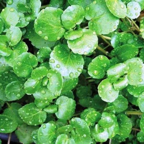 AGRIAO DA AGUA FOLHA LARGA ( Rorippa nasturtium-aqua ticum)