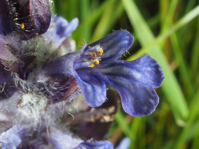 AJUGA ROSA (Ajuga reptans)